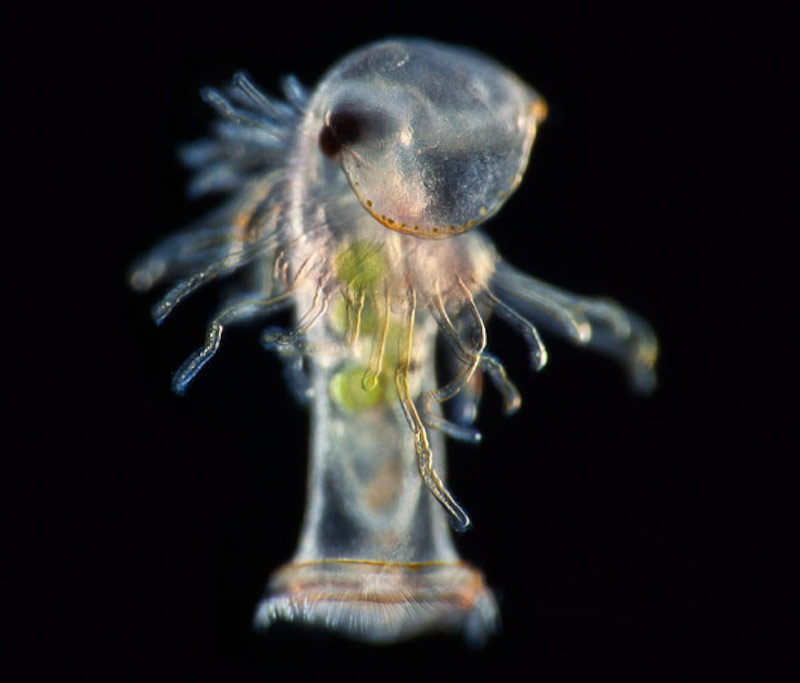 Illustration for article titled Pequeños monstruos que viven con nosotros: las mejores microfotografías del año